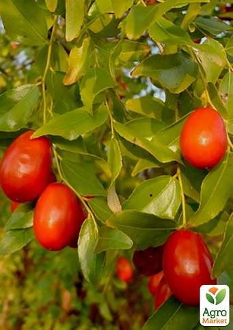 Зізіфус у контейнері "Хурман" (ранній термін дозрівання, перехресне запилення, садити по 2 саджанці різного сорту) - фото 5