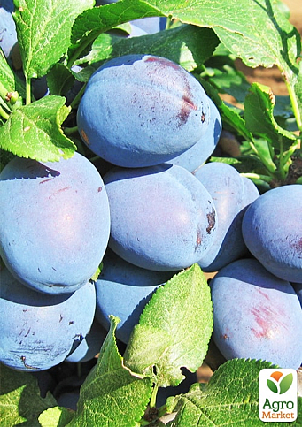 Слива "Джойо" (осенний сорт, поздний срок созревания)