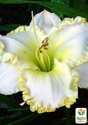 Лілійник "White Temptation" 1шт в упаковці