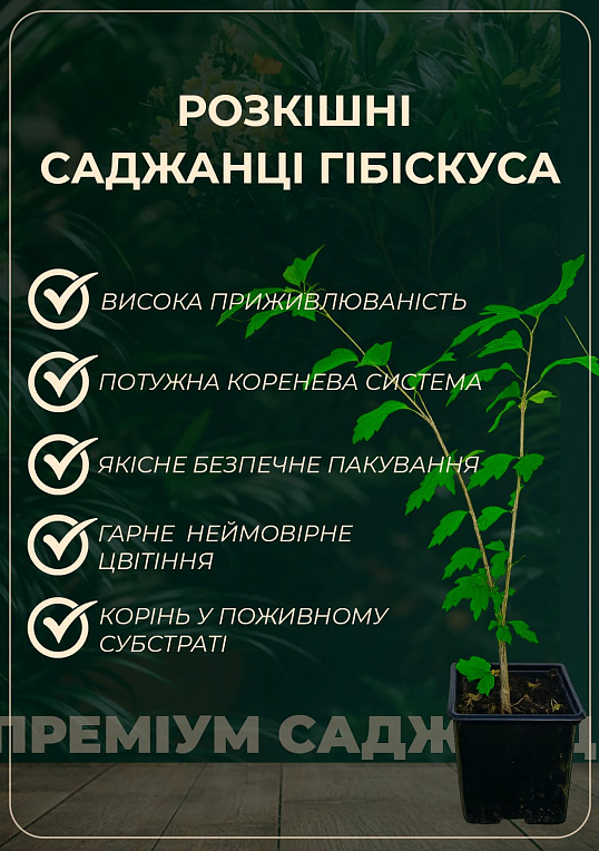 Гибискус сирийский "Lavender Chiffon" С1,5 высота 20-40 см - фото 4