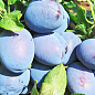 Слива "Джойо" (осенний сорт, поздний срок созревания)