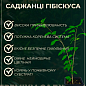 Гибискус сирийский "Lavender Chiffon" С1,5 высота 20-40 см
