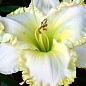 Лілійник "White Temptation" 1шт в упаковці