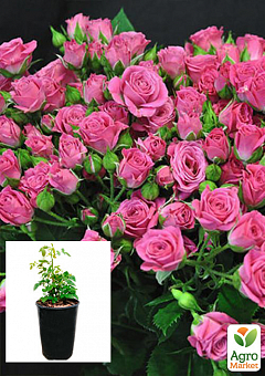 Троянда в контейнері дрібноквіткова "Лавлі Лідія" (саджанець класу АА+)2
