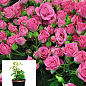 Троянда в контейнері дрібноквіткова "Лавлі Лідія" (саджанець класу АА+)