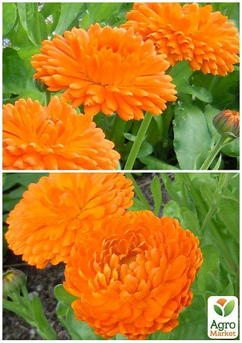 На развес Календула "Солнце Египта" ТМ "Весна" цена за 3г - фото 4