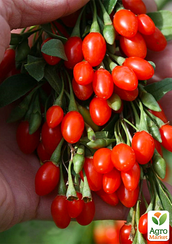LMTD Годжи "Sweet Lifeberry" (сортовой, морозостойкий сорт)   - фото 4