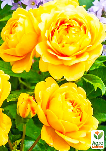 Роза английская "Голден Селебрейшн" (саженец класса АА+) высший сорт