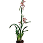 Орхідея Камбрія «Toscane»