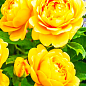 Роза английская "Голден Селебрейшн" (саженец класса АА+) высший сорт