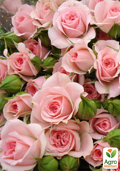 Роза мелкоцветковая (спрей) "Грация розовая" (саженец класса АА+) высший сорт2