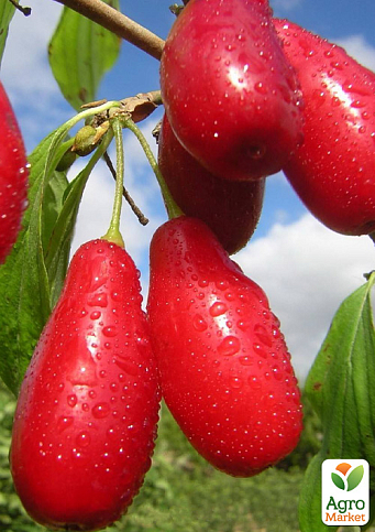 Кизил щеплений "Elegant" саджанець 2 роки (ранній термін дозрівання, високостійкий до морозів) - фото 6