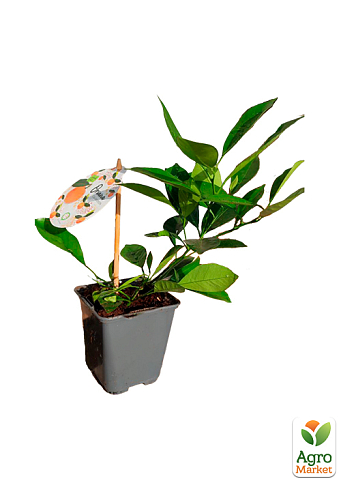 LMTD Каламондин "Citrofortunella microcarpa" (саженец 2 года) высота 20-30см - фото 5