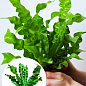 LMTD Аспленіум (папороть) "Crispy Wave" висота 20-30см