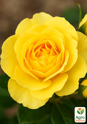 Роза мелкоцветковая (спрей) "Еллоу Фейри"(Yellow Fairу) (саженец класса АА+) высший сорт - фото 4