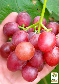 Виноград "Красное пламя" (кишмиш, ранне-средний срок созревания, имеет длительный срок хранения ягод)1