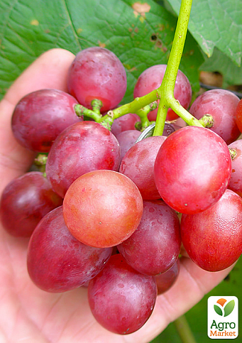 Виноград "Красное пламя" (кишмиш, ранне-средний срок созревания, имеет длительный срок хранения ягод)