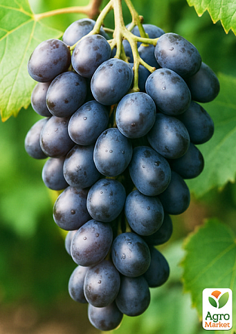 Виноград "Віолетта" (ранній сорт ізабельного типу)