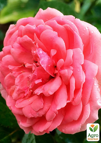 Троянда флорибунда "Кімоно" (саджанець класу АА+) вищий сорт  - фото 2