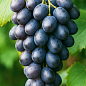Виноград "Віолетта" (ранній сорт ізабельного типу)