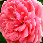 Троянда флорибунда "Кімоно" (саджанець класу АА+) вищий сорт  купить