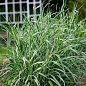 Канареечная трава тростниковая "Picta" вазон С2