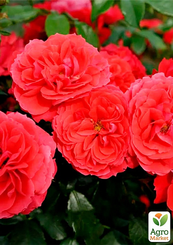 Роза флорибунда "Черри Герл" (саженец класса АА+) высший сорт - фото 2
