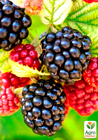 Ежевика ранняя (самый вкусный сорт в мире!) "Небеса могут подождать" (Heaven Can Wait) - фото 4