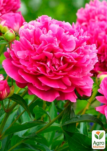 Півонія трав'яниста "Cherry Hill" 1шт в упаковці