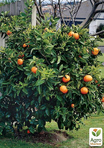 Апельсин (сеянец) высота 10 см - фото 4