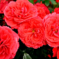 Троянда флорибунда "Черрі Герл" (саджанець класу АА+) вищий сорт  купить