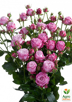 Троянда дрібноквіткова (спрей) "Lady Bombastic" (саджанець класу АА +) вищий сорт6
