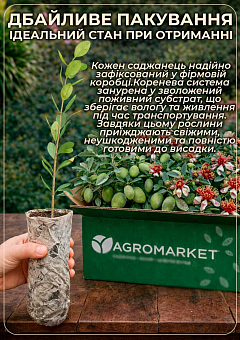 Фейхоа крымский (высота 20-30 см) возраст 2 года11