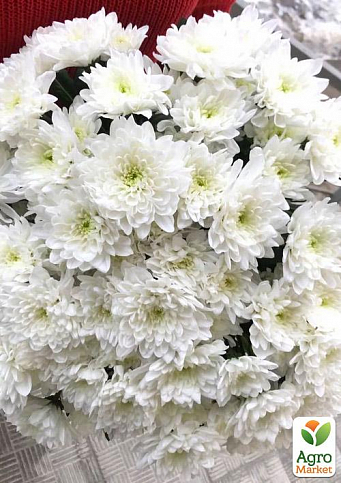 Хризантема букетна зрізувальна "Baltika White"