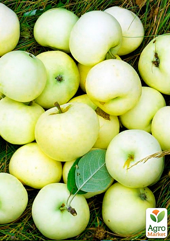 Эксклюзив! Яблоня светло-желтого цвета с зеленоватым оттенком "Мария" (Maria) (премиальный, высокоурожайный сорт)