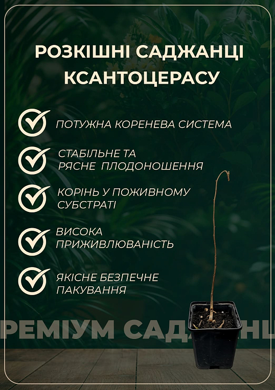 Ксантоцерас (Чекалкин орех) средний срок созревания - фото 2