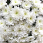 Хризантема букетная срезочная "Baltika White" 