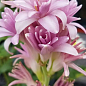 Тубероза "Pink Parfait" (Цариця Ароматів) розмір 5\6