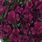 Альстромерия inticancha Patio "Dark Purple" (выращено in-vitro) С1,5