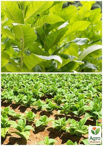На развес семена Табак курительный "Восточный" ТМ "Весна" цена за 1г - фото 2