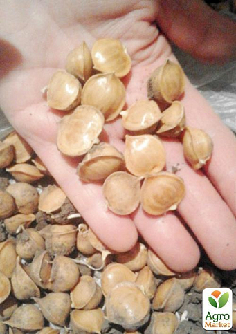 Эксклюзив! Луко-чеснок  "Царская Корона" (Tsar`s crown) (премиальный крупный сорт, воздушные семена)  - фото 4