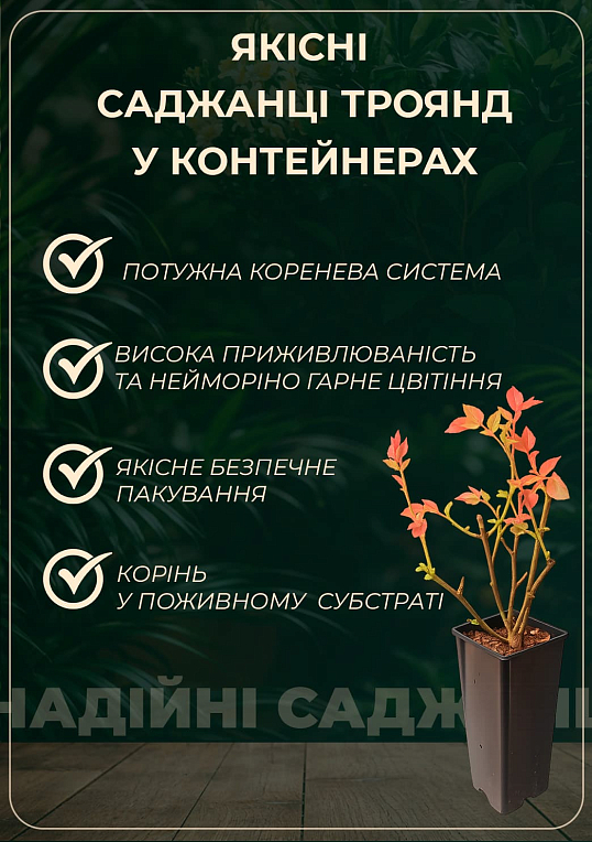 Роза плетистая "Цезарь" в контейнере, высший сорт - фото 2