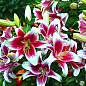 Лілія "Candy Club" (Гігантська квітка)