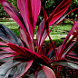 Кордилина "Танго вдвоем" (Cordyline frut. Tango) дм 12 см выс. 45 см