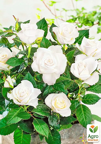 Троянда плетиста "Місіс Герберт Стівенс" (саджанець класу АА+) вищий сорт - фото 2