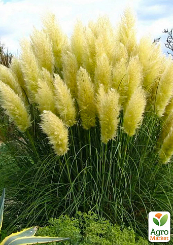 Кортадерия Серебристая "White" (пампасная трава) - фото 6