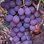 Виноград "Реджина" (кишмиш, середньо-пізній термін дозрівання) цена