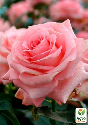 Роза чайно-гибридная "Ноблесс" (саженец класса АА+) высший сорт