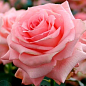 Роза чайно-гибридная "Ноблесс" (саженец класса АА+) высший сорт