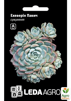 Эхеверия "Павлин"  ТМ "Leda Agro" 10шт2
